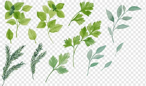 Nature's Candy with Benefits: Why Smart People Choose HerbiGummy