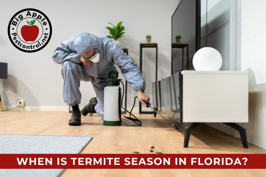 mice and rats removal in Oldsmar