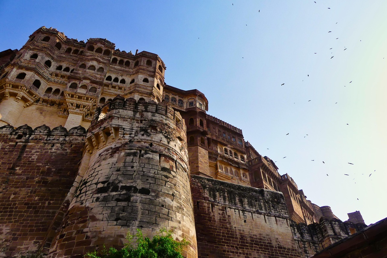 1 day jaipur elephant safari tour