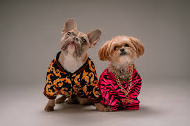 dog clothing online